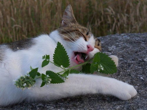 猫界大麻 为什么70 的猫特喜欢猫薄荷 狗有喜欢的植物吗