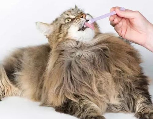 猫咪嘴巴要刷牙吗,猫牙齿脏嘴有味刷牙吗