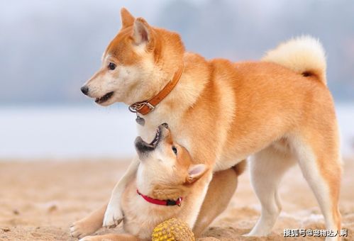 为什么日本的 柴犬 ,在中国受欢迎 大概是这些原因