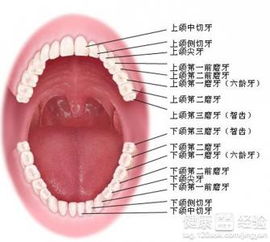 正常人正常情况下人有多少颗牙齿