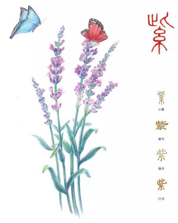 聆听汉字之美 花草字传 ,了解 紫