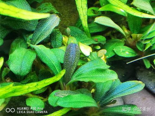 想往鱼缸里种点水草,但是家里鱼缸大了买水草泥或者底砂太贵了,有没有生活中可以替代的物品或其他建议 