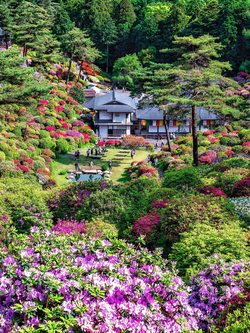 日本东京超美花海打卡地春天一起来赏花吧 