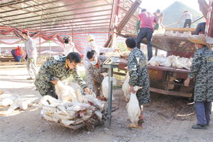 公司 基地 农户 模式合作养殖肉鸭