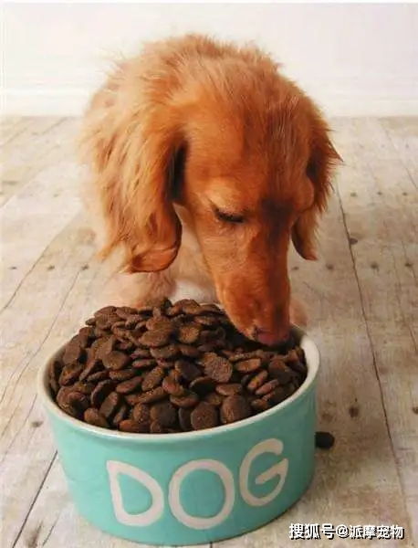养狗必看 狗粮里的肉粉是什么做的 它对狗狗有没有危害
