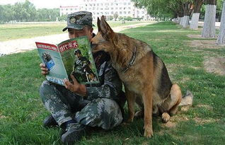 军犬和警犬的区别,军犬和警犬哪个厉害