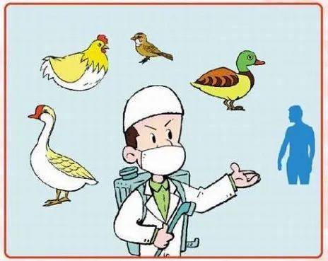 新禽流感(禽流感是一种新病吗它的历史及危害如何)