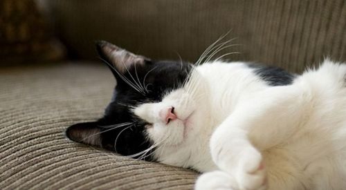为什么很多猫咪宁愿睡纸箱,也不睡铲屎官花大价钱买的猫窝呢
