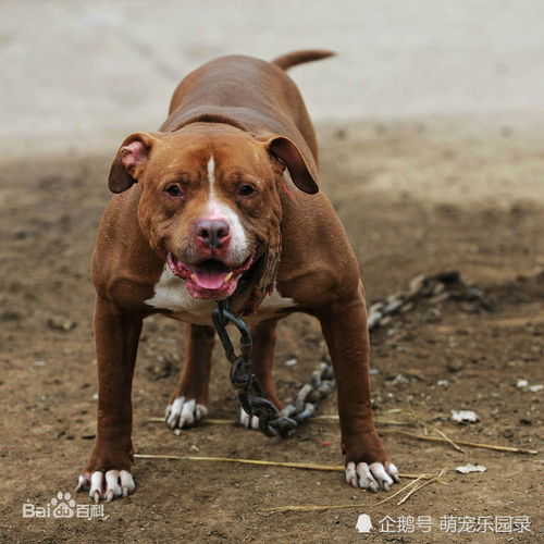 你不知道的中国 十大禁犬