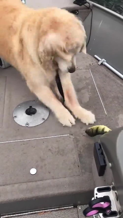狗狗第一次看钓鱼 