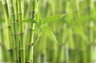 竹子的种类及功效 