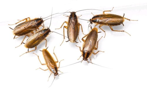 蟑螂会跑进卧室吗