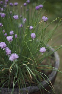 适应新疆种植的品种蔬菜（新疆适合种