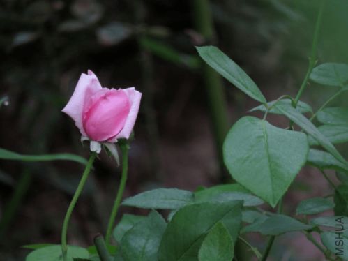 粉扇月季花香吗,引言：粉扇月季花的