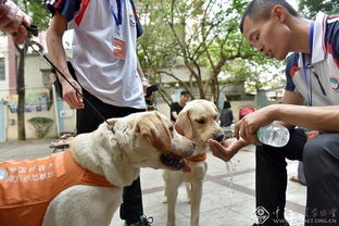 帮助一只导盲犬,你也可以