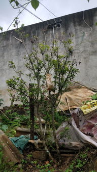 红豆杉最适合几月份移栽, 红豆杉最适合几月份移栽</p><p>