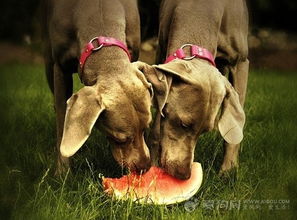 狗狗不能吃哪些水果 哪些水果对狗狗有害 