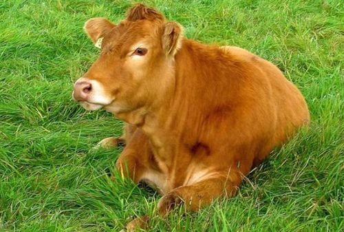 生肖牛 尤其是1973年 丑牛 的一生命运,47岁后是什么命