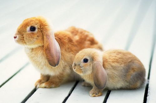 一年12个月份,12种不同命运,属兔人哪个月出生是天生富贵命