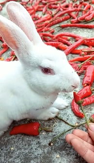 兔子不爱胡萝卜爱辣椒,一餐能吃下好几大个,众人看了 连连称奇 