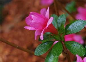 杜鹃花每天浇水吗,杜鹃花的浇水需