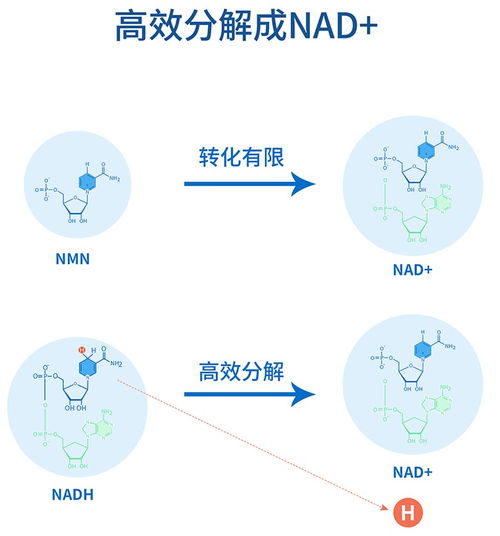 nadh是什么-第1张图片