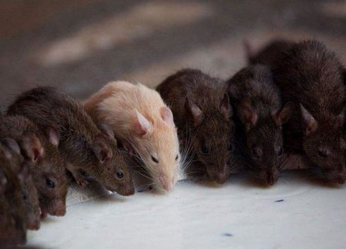 全球最脏寺庙走红,院内饲养4万只老鼠,游客络绎不绝