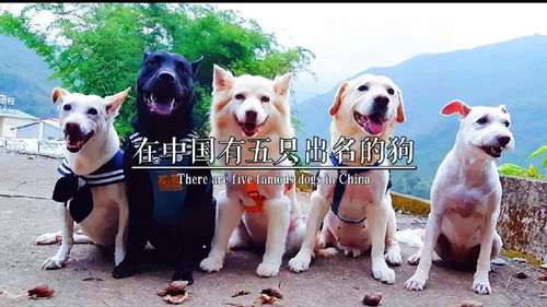 中国有五只出名的狗你们认识吗 