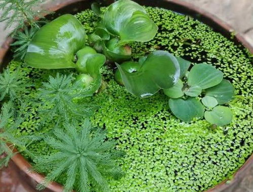 水葫芦 准备一个缸子,在家养一些漂亮的植物