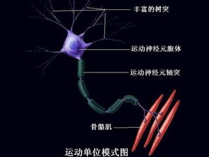 流言揭秘 人在烈火中能保持一动不动吗 