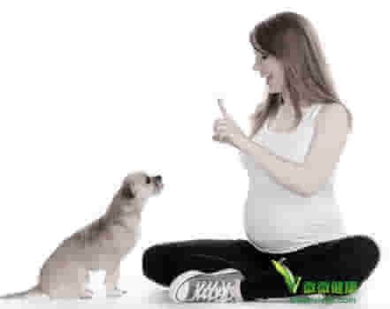 怀孕到底能养狗吗 