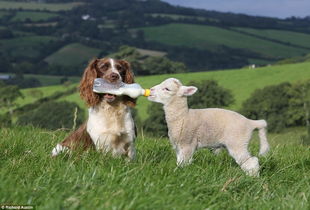 英热心牧羊犬叼奶瓶给小羊羔喂奶 
