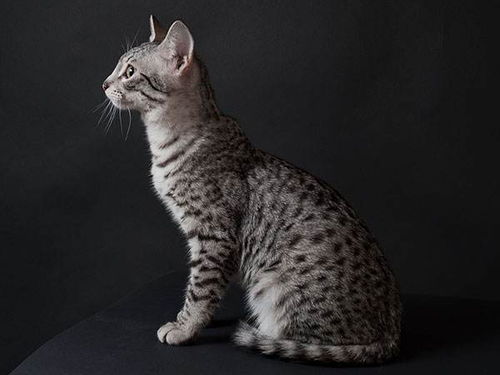 世界上最早的家猫之一,看完后你想养一只吗