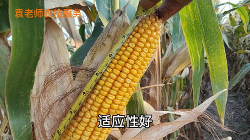 玉米种sf999,金玉999杂交玉米种子
