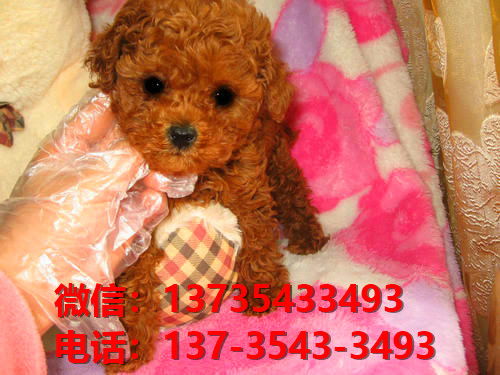 天津宠物狗狗犬舍出售纯种泰迪犬茶杯泰迪狗市在哪卖狗地方买狗