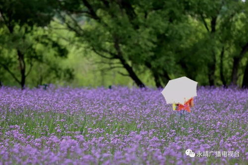 马鞭草的花语：优雅与坚韧并存，诠释生命中的美好与力量