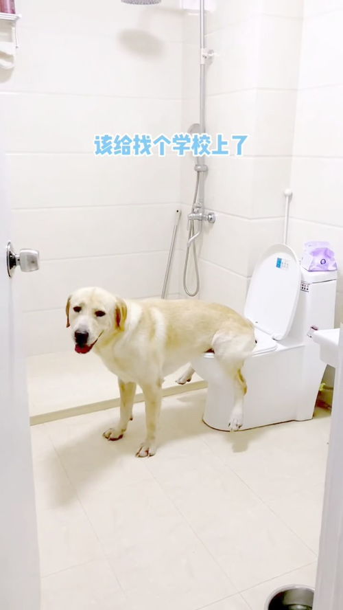 狗子用马桶上厕所 