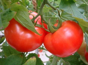 防治温室大棚番茄根结线虫的方法大全