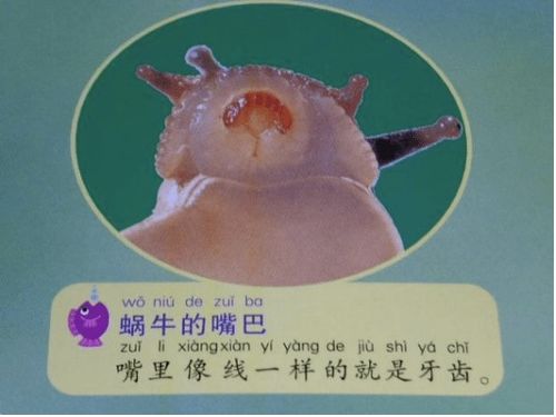 蜗牛的百科小知识(了解蜗牛的相关知识)