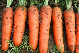 胡萝卜的营养价值，胡萝卜的营养价值与功效作用