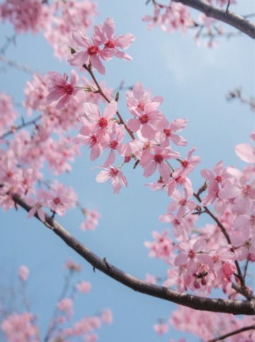 形容樱花漂亮唯美的诗句 樱花浪漫有文采的句子