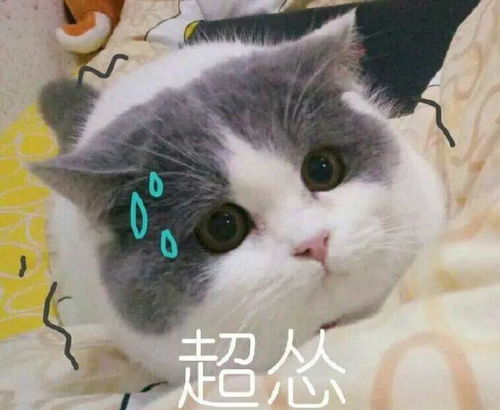 猫咪犯错后,哪些惩罚对它最有效