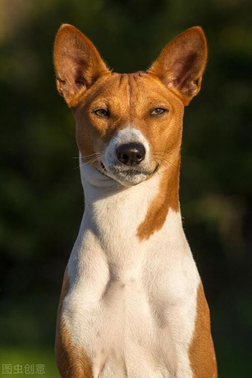 不会汪汪叫的狗,号称哑巴犬,你见过吗