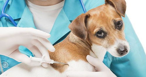 狗狗未必需要每年都要打疫苗,是否需要注射疫苗,得看情况而定