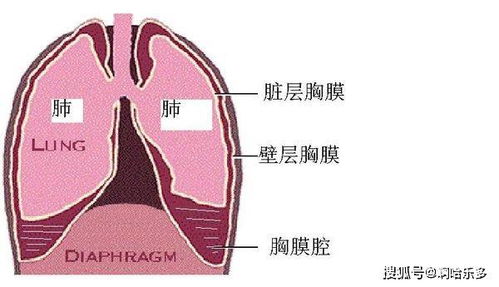 李中伟 胸腔积液呼吸困难怎么办