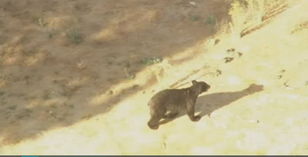 黑熊在高档小区四处游荡 洛杉矶警方花12小时追捕