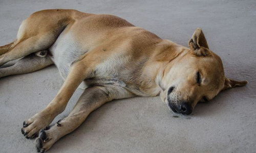 从狗狗的四种睡姿,可以看出它对家庭的态度,你家狗狗怎样睡呢