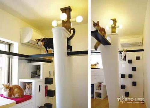 为猫咪打造梦幻猫屋