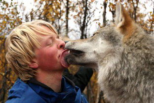 挪威的极地公园, 狼汪 会逮住游客一顿狂舔 
