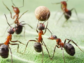 去厦门旅游蚂蚁(厦门近日多位市民被红火蚁叮咬 医生提醒小心)
